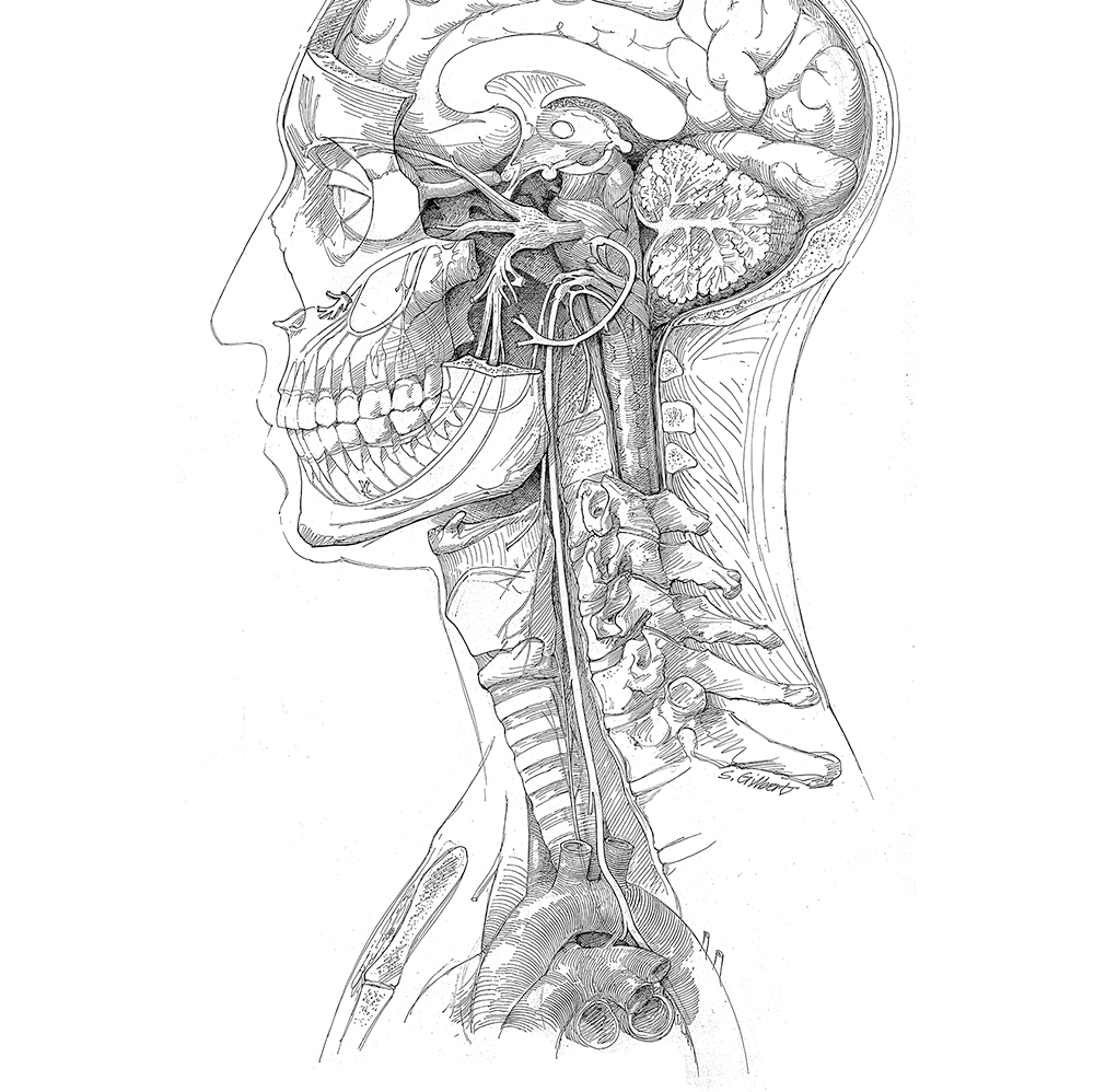 Cranial nerves illustration
