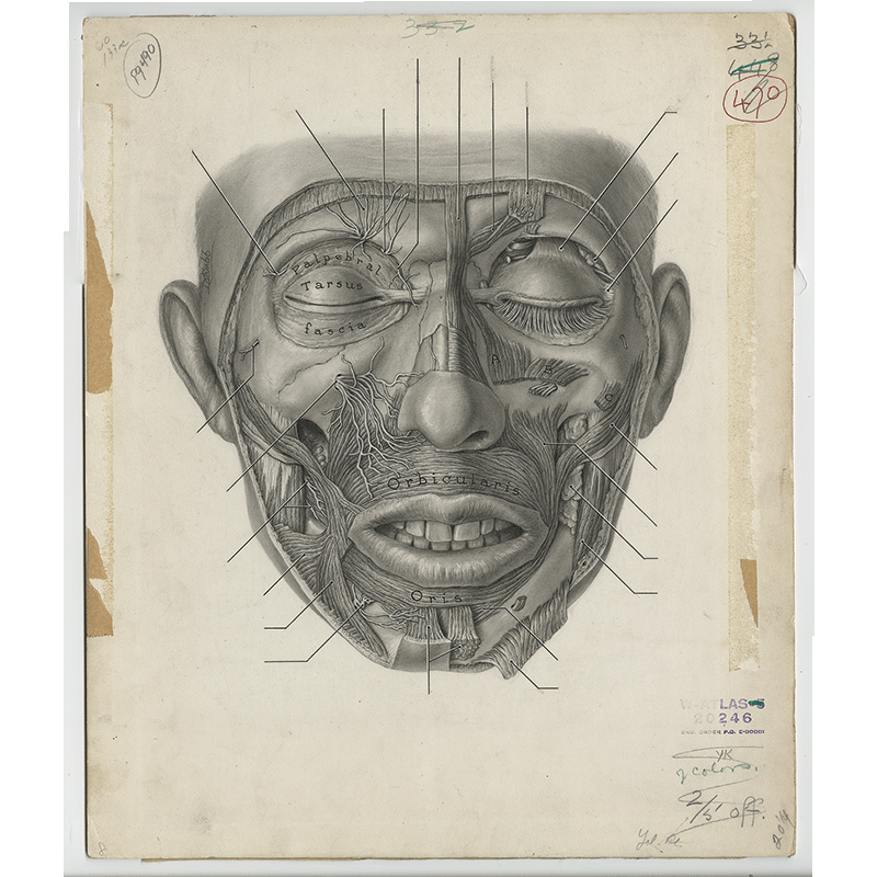 Facial anatomy illustration