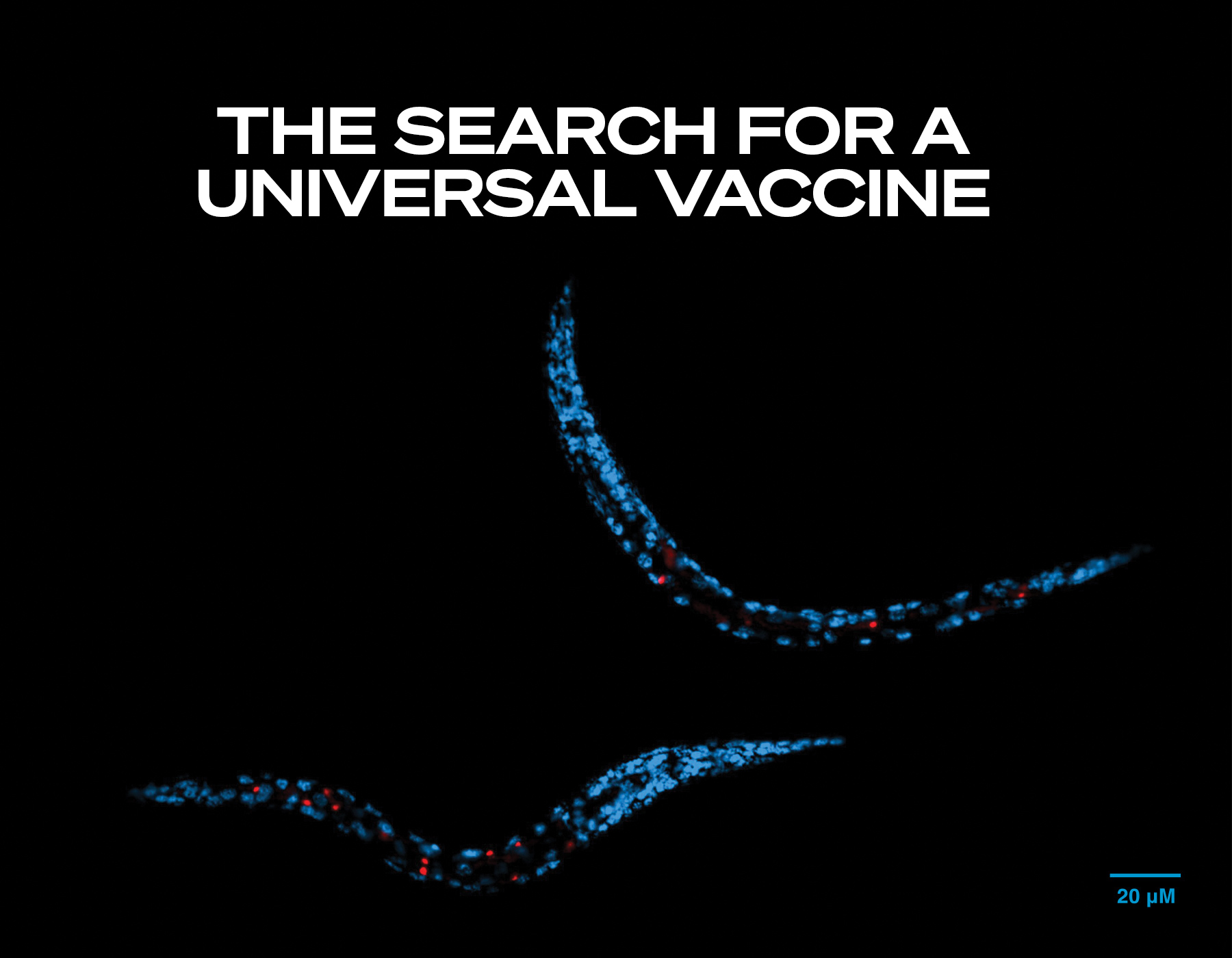 The Search for a Universal Vaccine